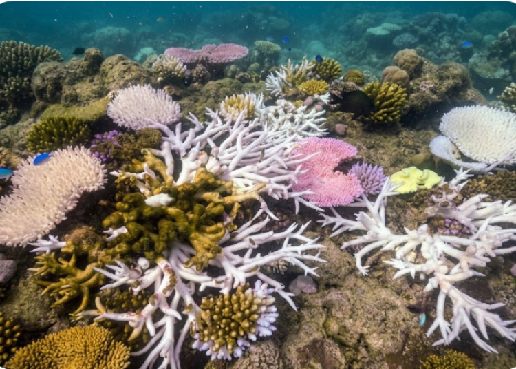 reef
